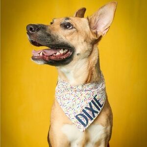 Meet your Posher, Stella